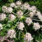 White Angelica (Angelica arguta) at Waterton Lakes National Park