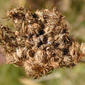 Fruiting umbel - top view