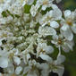 Partial umbel - close-up