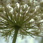 Umbel - underside - close-up