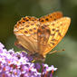 Adult - underside - contra jour - close-up