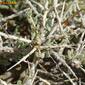 Espinheiro-de-casca-branca // Southern Boxthorn (Lycium intricatum)