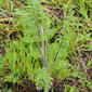 Cenoura-brava // Wild Carrot (Daucus carota)